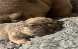 French Bulldog dogs for sale: french bulldog puppies in Manchester - Image 17