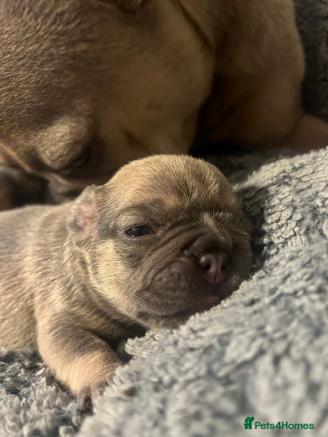 French Bulldog dogs for sale: french bulldog puppies in Manchester - Image 17