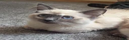 Ragdoll cats for sale: Lovey ragdoll Lilo  - Advert 3
