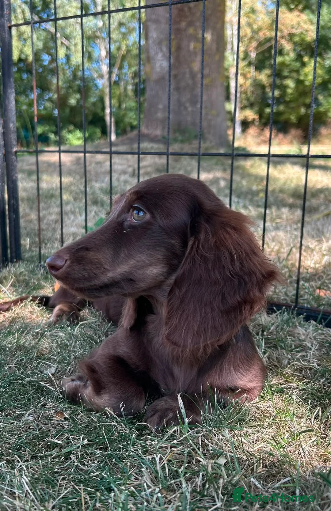 Miniature Dachshund dogs for sale: KC Registered Miniature Dachshunds at Westfena  - Advert 2