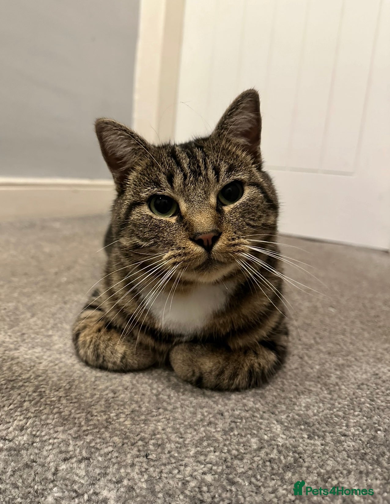 Domestic Shorthair cats Wilson - 2 year old kitty  - Advert 1