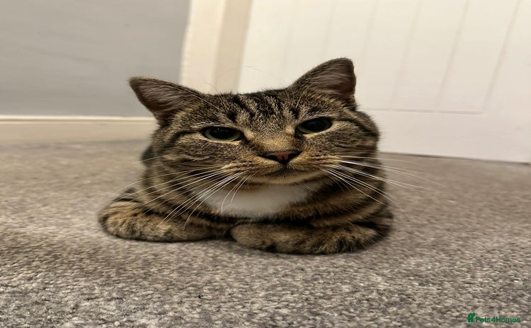 Domestic Shorthair cats - Advert 1