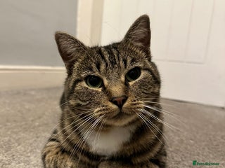 Domestic Shorthair cats Wilson - 2 year old kitty - Advert 2