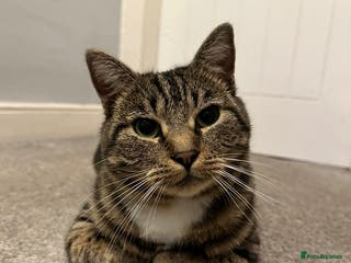 Domestic Shorthair cats Wilson - 2 year old kitty - Advert 7