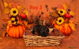 Miniature Schnauzer dogs for sale: 5th generation pedigree miniature schnauzer  - Image 6