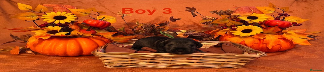 Miniature Schnauzer Puppy 7