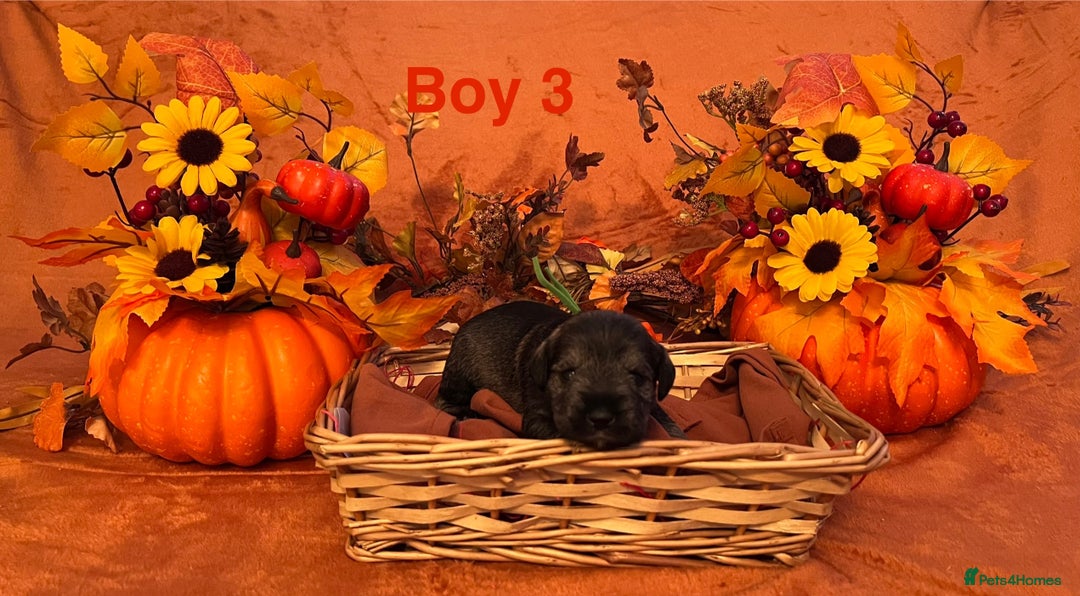 Miniature Schnauzer dogs for sale: 5th generation pedigree miniature schnauzer  - Image 6