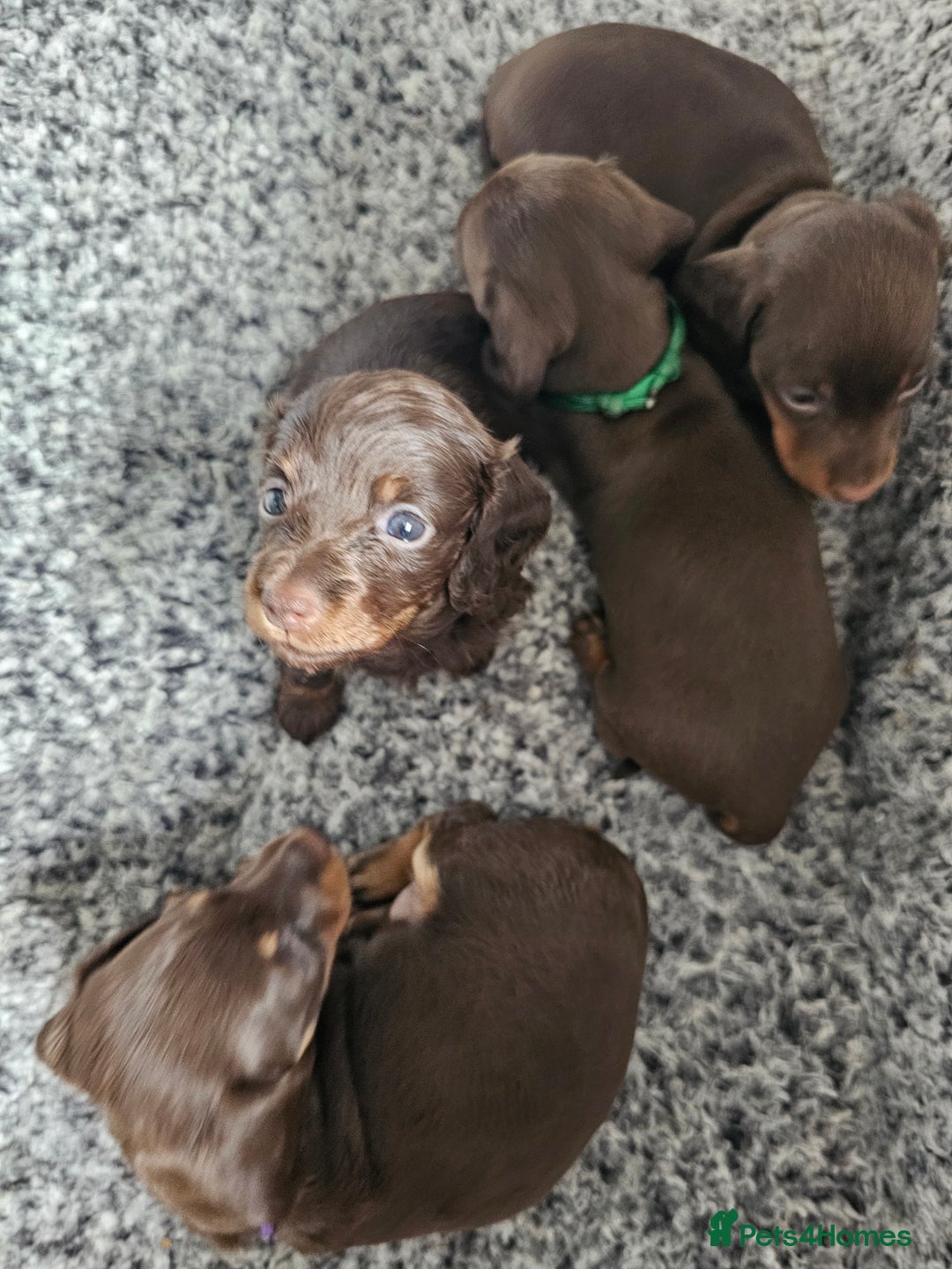 Miniature Dachshund dogs for sale: long and shorthaired chocolate. Both parents KCd - Image 9