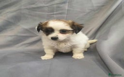 Jack Russell dogs for sale: Boy jack russell pups for sale - Image 10
