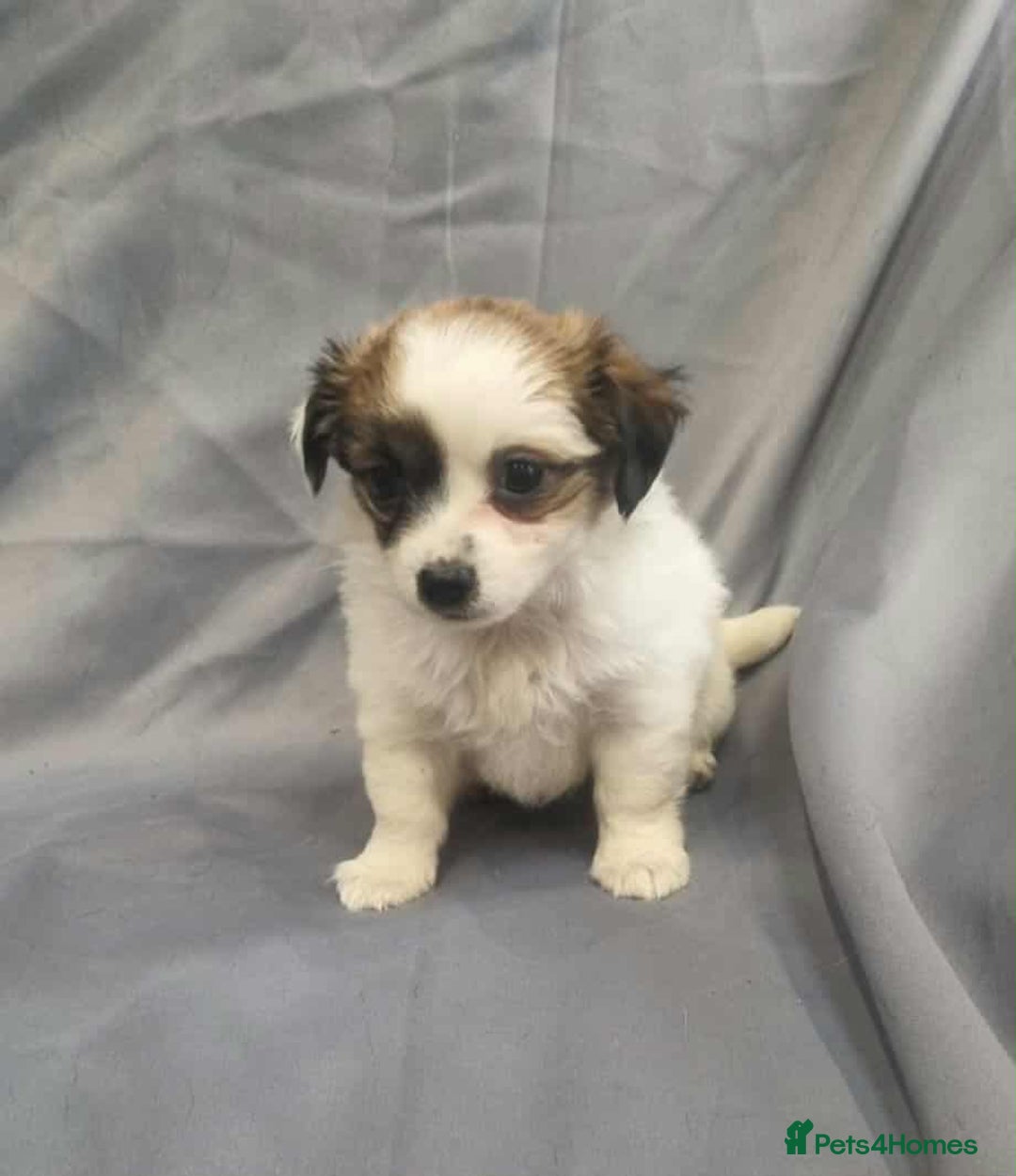 Jack Russell dogs for sale: Boy jack russell pups for sale - Image 10