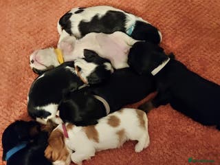 Cavalier King Charles Spaniel dogs GREAT QUALITY CKCS PUPPIES ( DWKC REGISTERED)/DNA - Advert 4