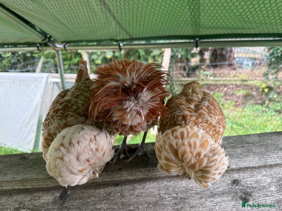 Chickens poultry for sale: Poland bantam breeding trios available - Image 8