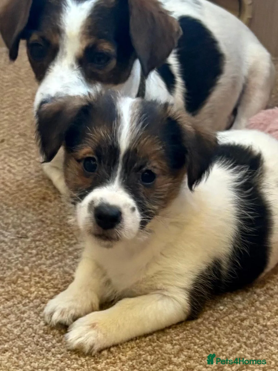Jack Russell dogs for sale: Traditional short-legged Jack Russell puppy’s!  - Advert 5