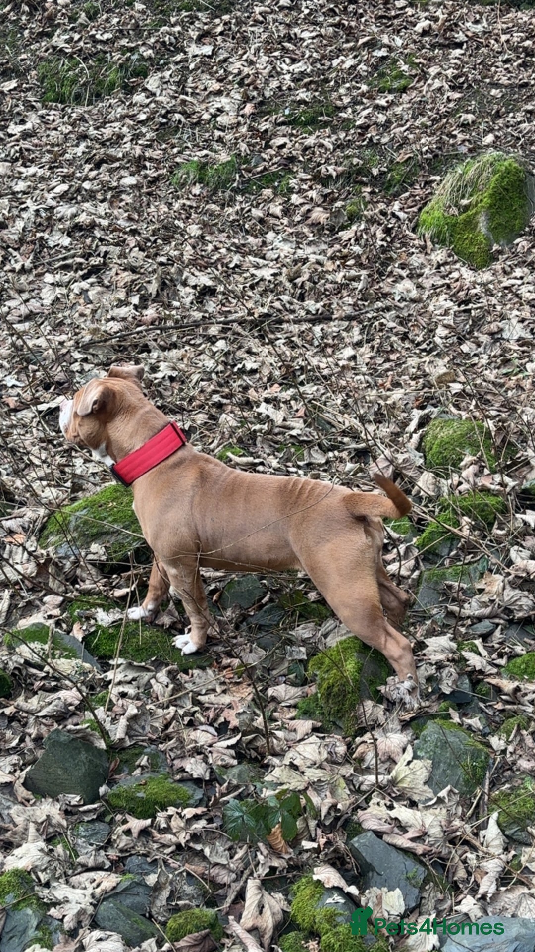 Mixed Breed dogs for sale: 6 Month Old Puppy For Sale - Advert 3