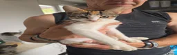 Mixed Breed cats for sale: Ragdoll x blue russian kittens - Advert 7