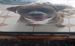 Cane Corso dogs for sale: Meet Our Gorgeous Boy Moose  - Image 6