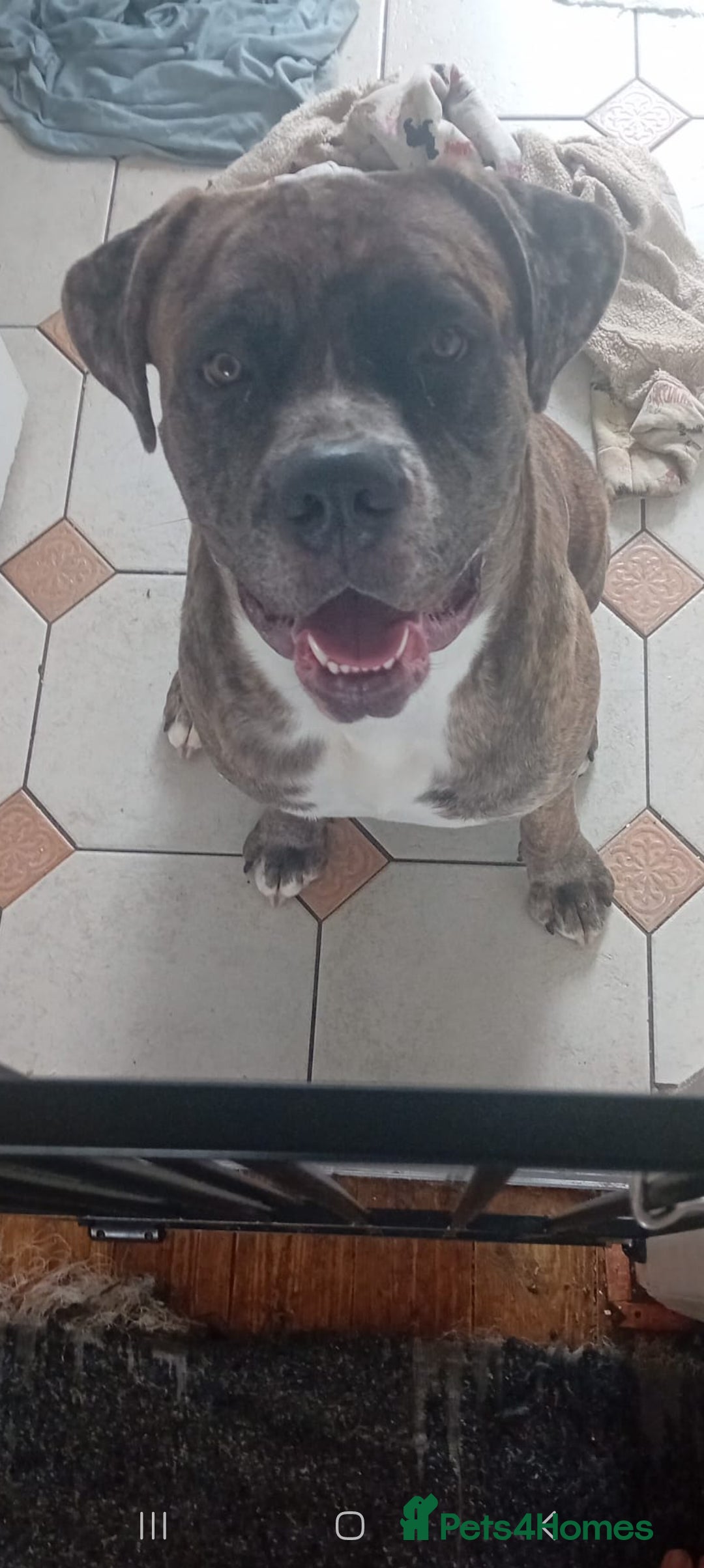 Cane Corso dogs for sale: Meet Our Gorgeous Boy Moose  - Image 6