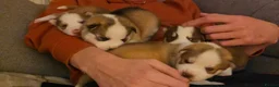 Siberian Husky dogs for sale: Husky puppies  - Advert 18