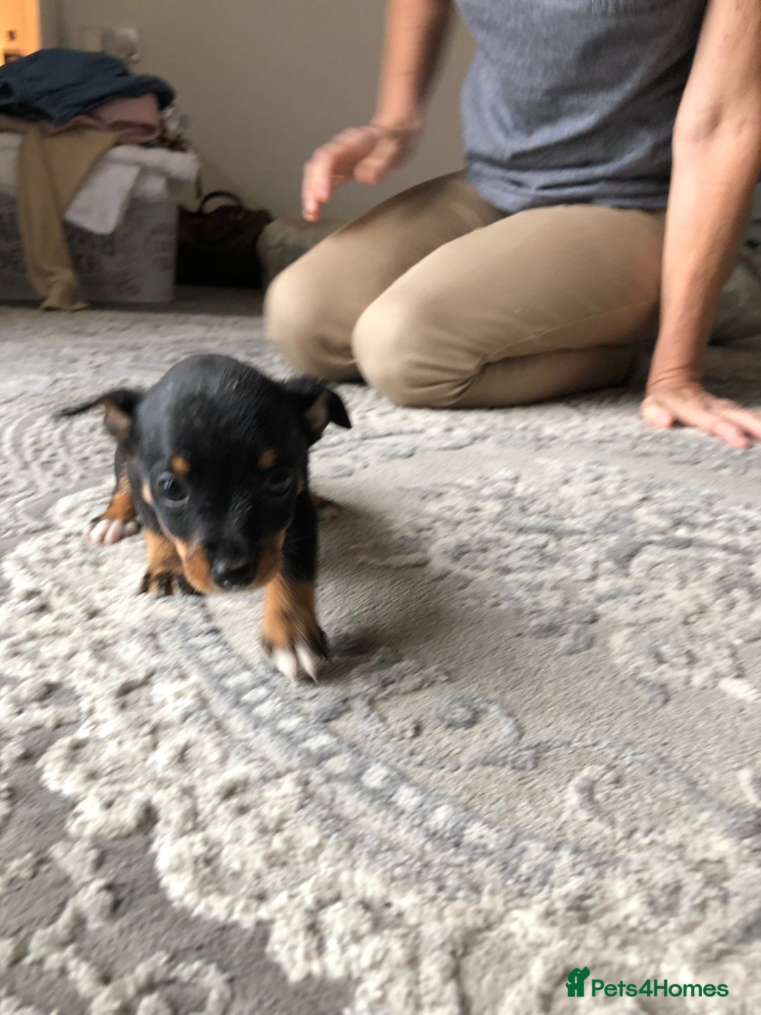 Jack Russell dogs for sale: Jack Russell pups - Image 8