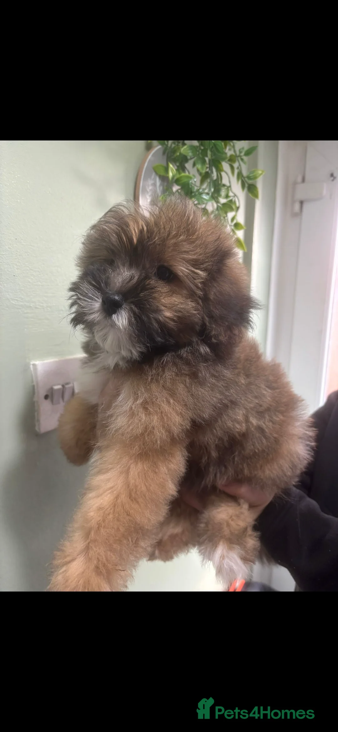 Cavapoo dogs for sale: BEAUTIFUL TOY CAVAPOOS - Advert 15