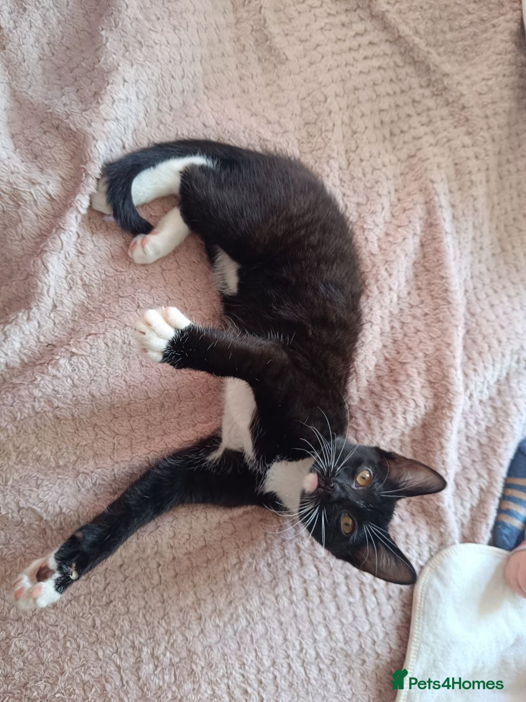 Mixed Breed cats for sale: Lovely Cat Looking for a New Home - Image 3