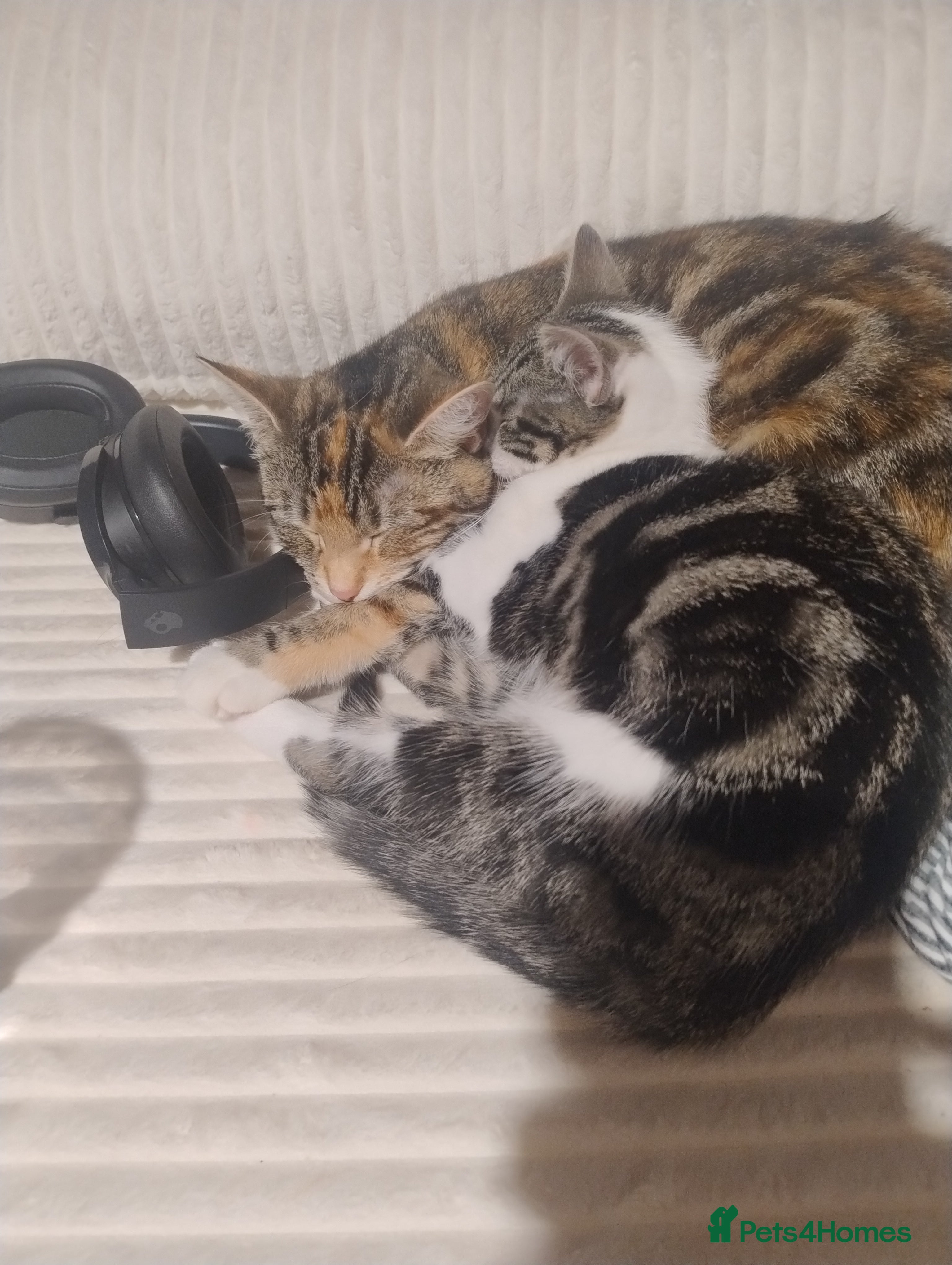 American Shorthair cats Playful young kitten looking for a loving home  - Advert 2