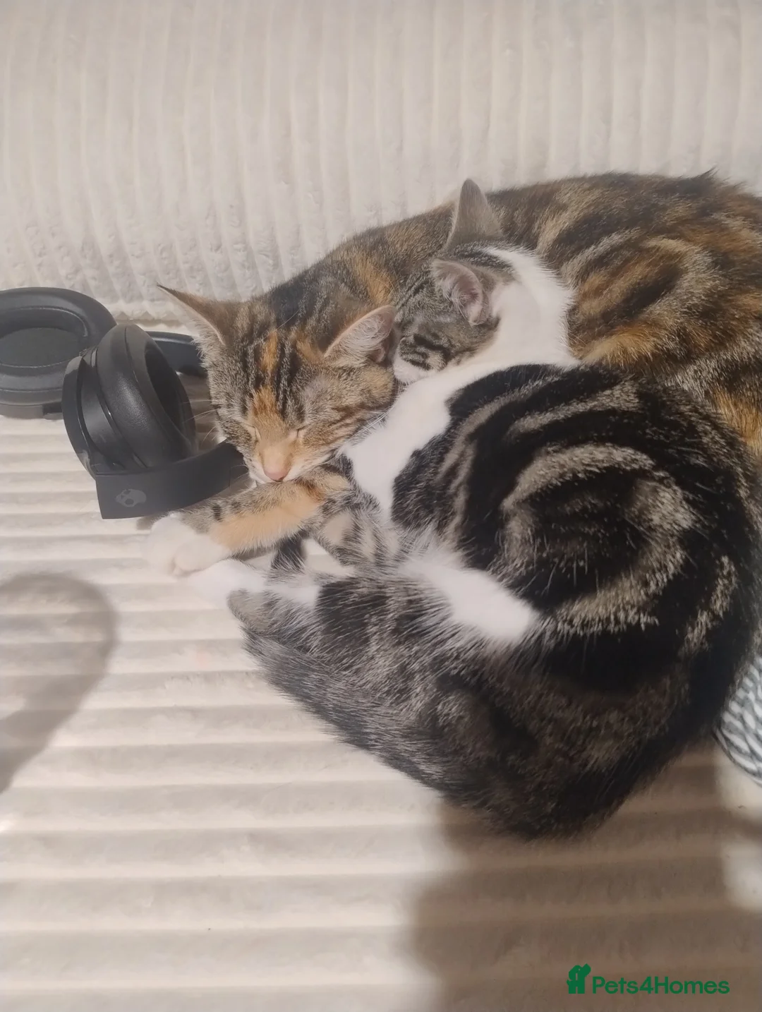 American Shorthair cats for sale: Playful young kitten looking for a loving home  - Advert 1