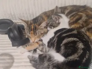 American Shorthair cats Playful young kitten looking for a loving home - Advert 2