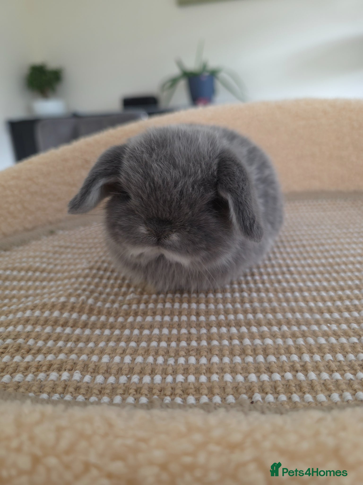 Mini Lop rabbits Mini lops looking for loving home - Advert 20