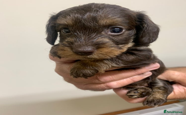 Miniature Dachshund dogs - Advert 16