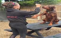 Dobermann dogs for sale: Superb Quality Doberman Puppies - Image 9