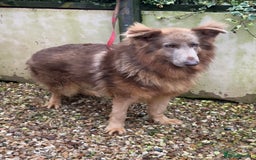 German Shepherd dogs for sale: Kc reg health tested intact Big Isabella GSD  - Advert 4