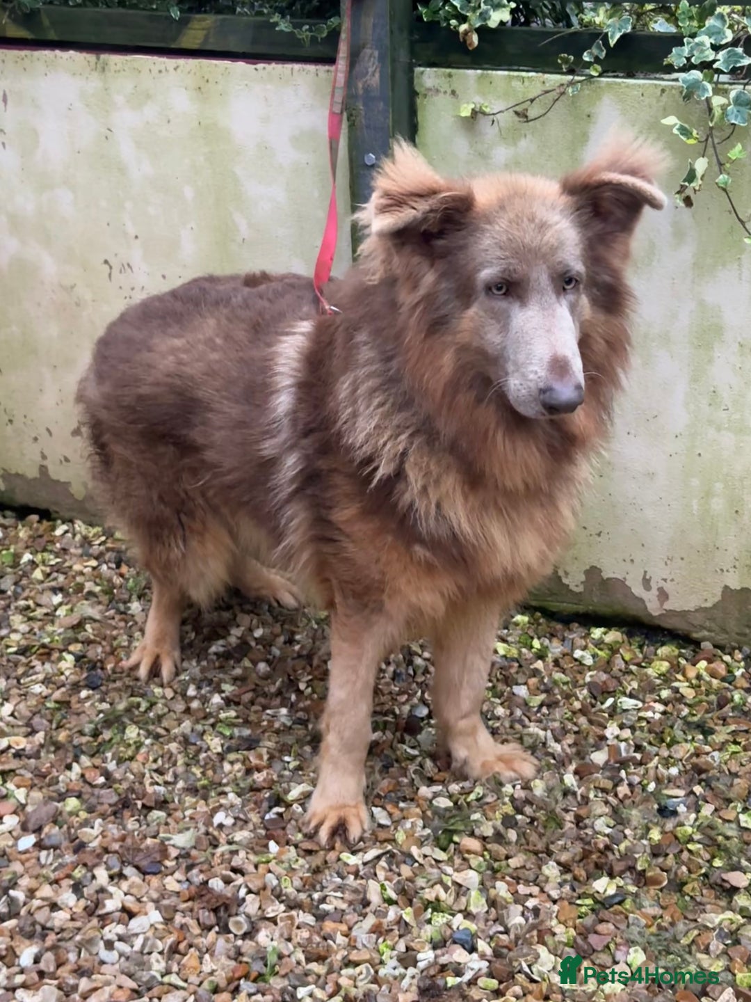 German Shepherd dogs for sale: Kc reg health tested intact Big Isabella GSD  - Advert 4