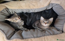 Bengal cats for sale: Adorable kittens mixed Bengal  - Image 2