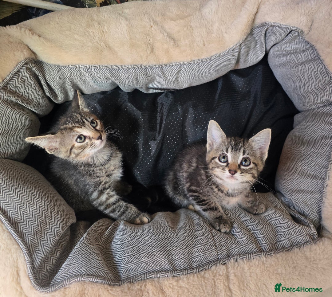 Bengal cats for sale: Adorable kittens mixed Bengal  - Image 2