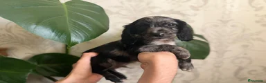 Cocker Spaniel - Merle - Phineas
