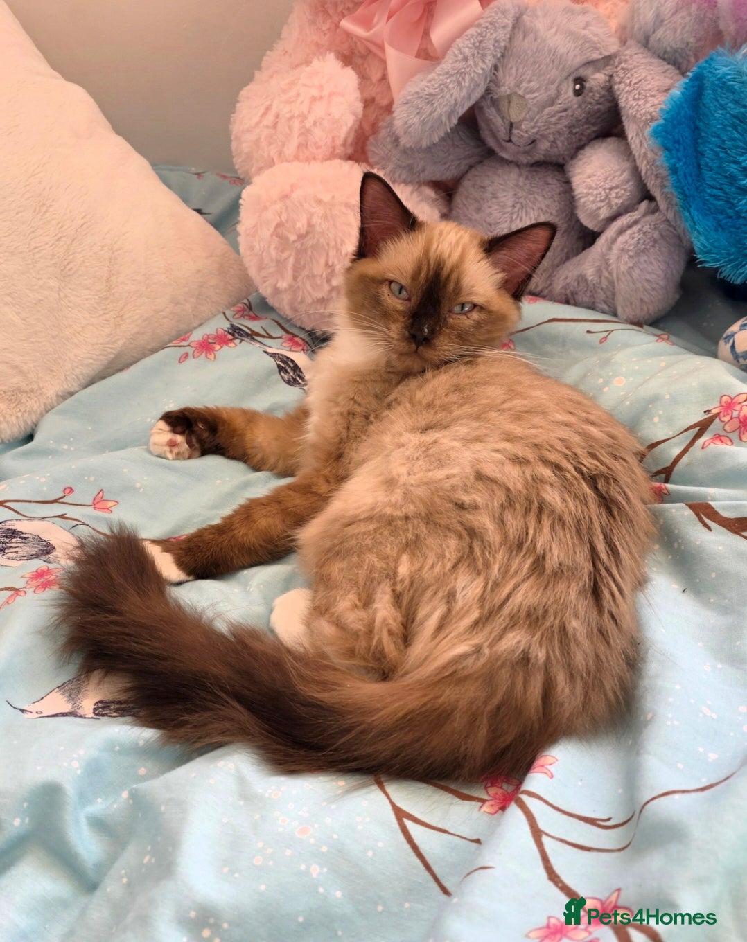 Ragdoll cats Beautiful Seal Mink Kitten - Advert 4