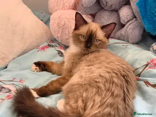 Ragdoll cats Beautiful Seal Mink Kitten - Advert 4