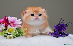 British Shorthair cats for sale: Show Quality Golden Shaded Kittens - Image 3