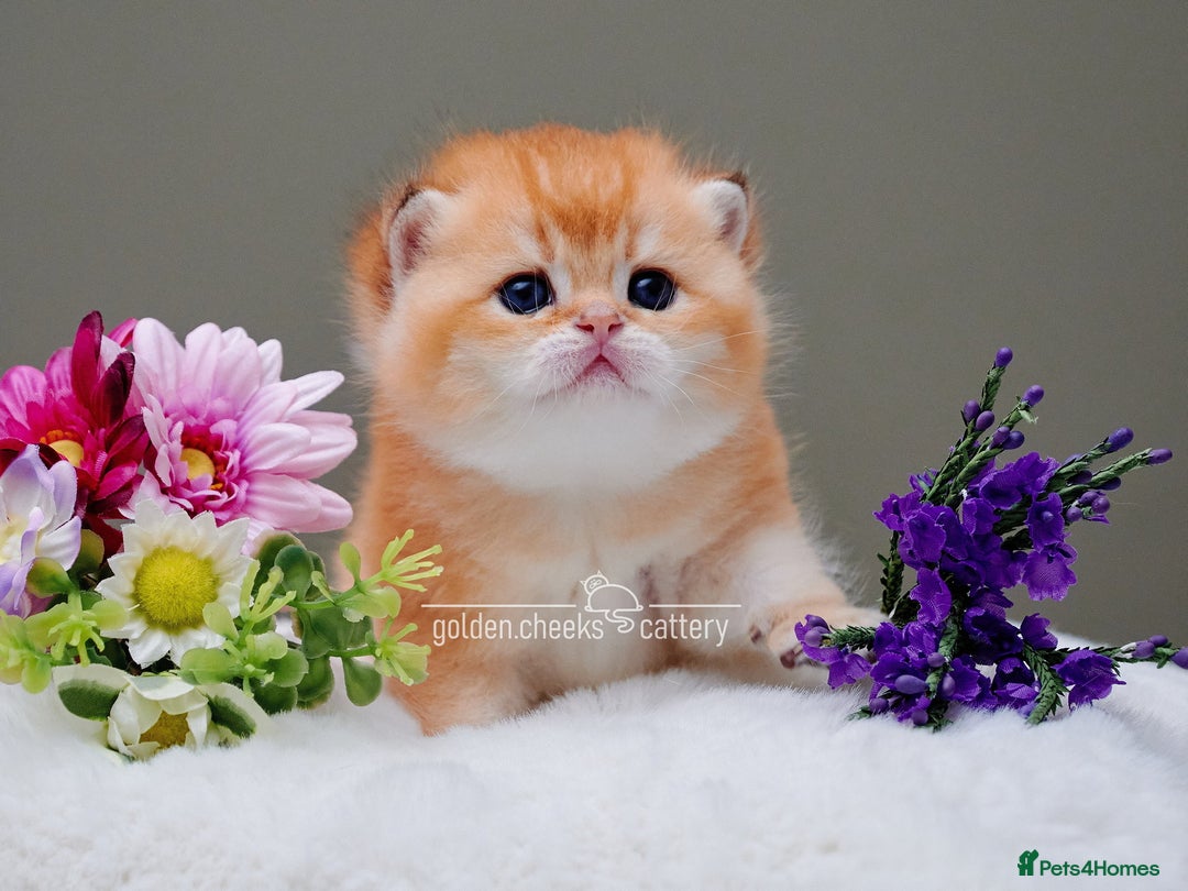 British Shorthair cats for sale: Show Quality Golden Shaded Kittens - Image 3