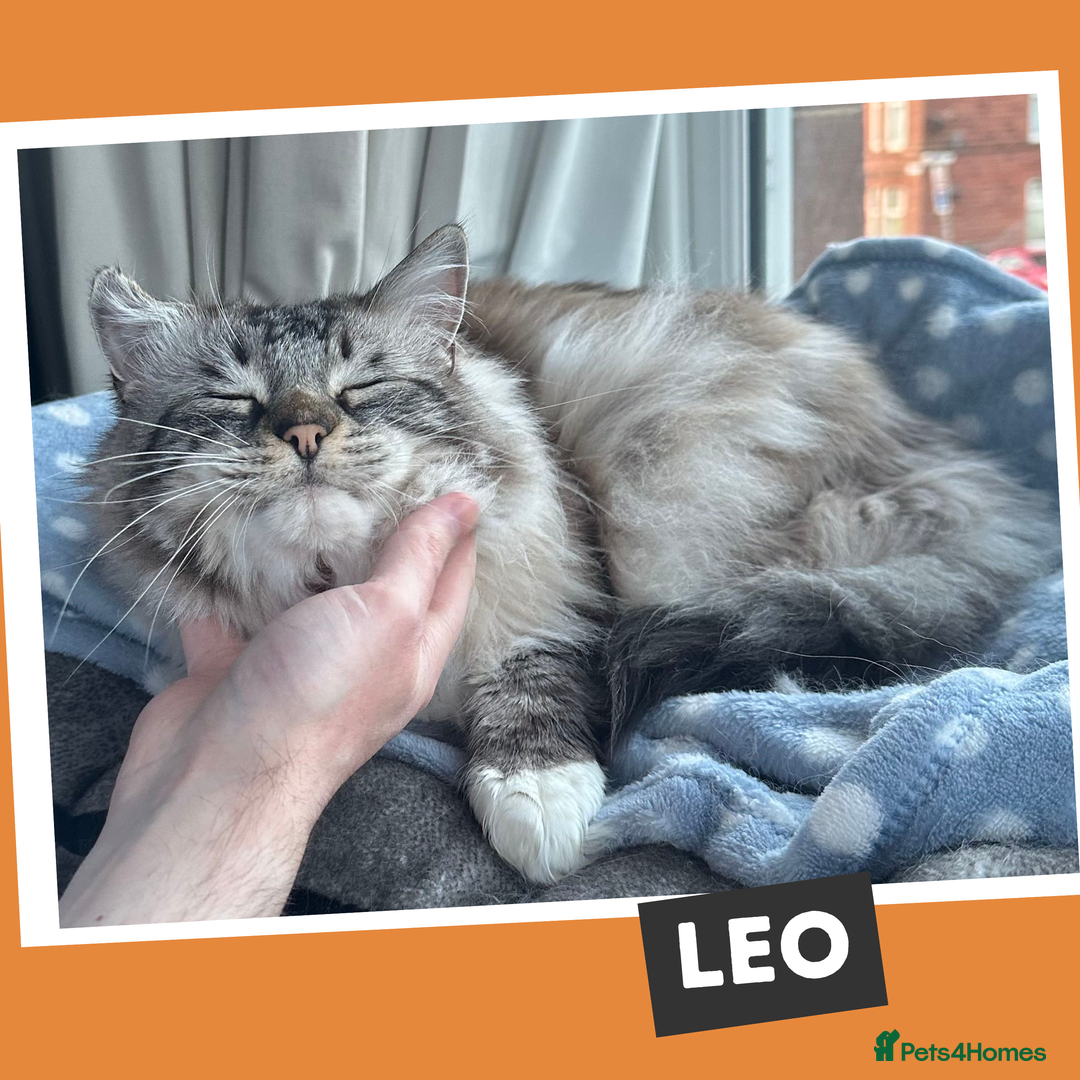 Ragdoll cats for adoption: Cuddle King and Constant Companion - Image 4