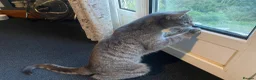 British Shorthair cats for sale: 3 year old female cat - Advert 3