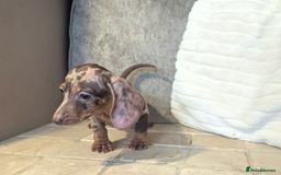 Miniature Dachshund dogs for sale: Miniature dachshund puppies  - Image 7