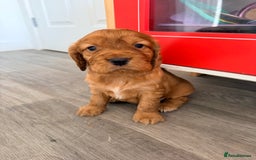 Cocker Spaniel dogs for sale: Kc Cocker spaniel puppies - Image 2