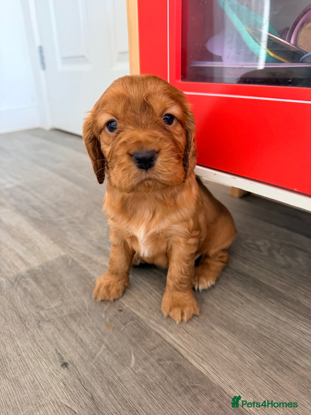 Cocker Spaniel dogs for sale: Kc Cocker spaniel puppies - Image 2