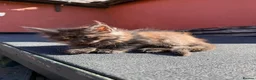 Maine Coon cats for sale:  8 Beautiful Maine Coon Kittens in Dunmow - Advert 5