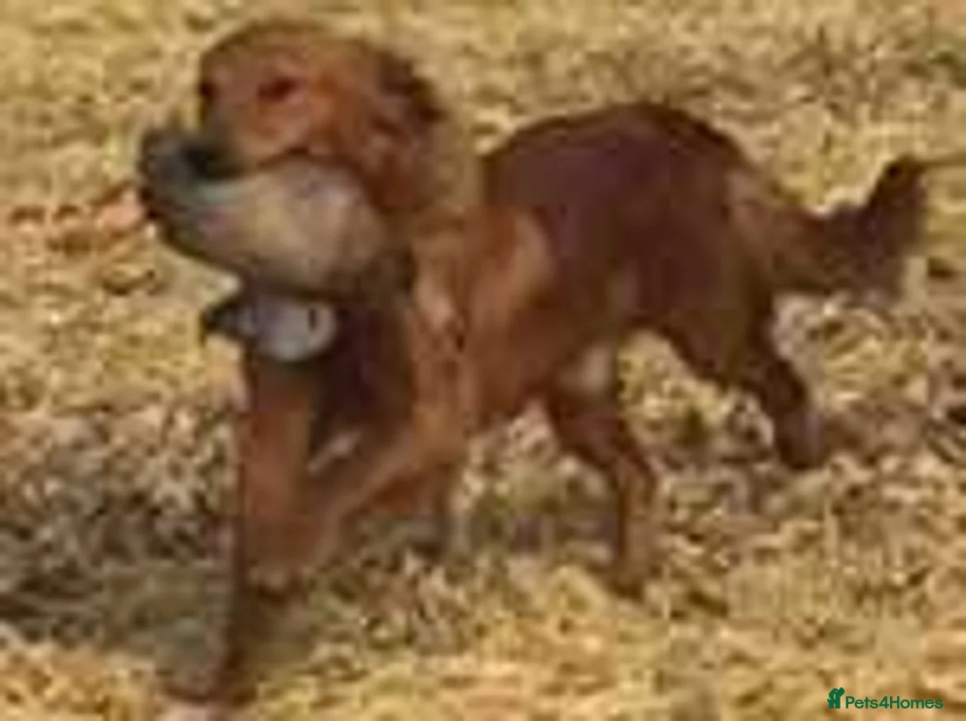 Golden Retriever dogs for stud: BRINSWORTHY DENMAN OF JALK A DOG OF A LIFETIME! in Doncaster - Advert 5