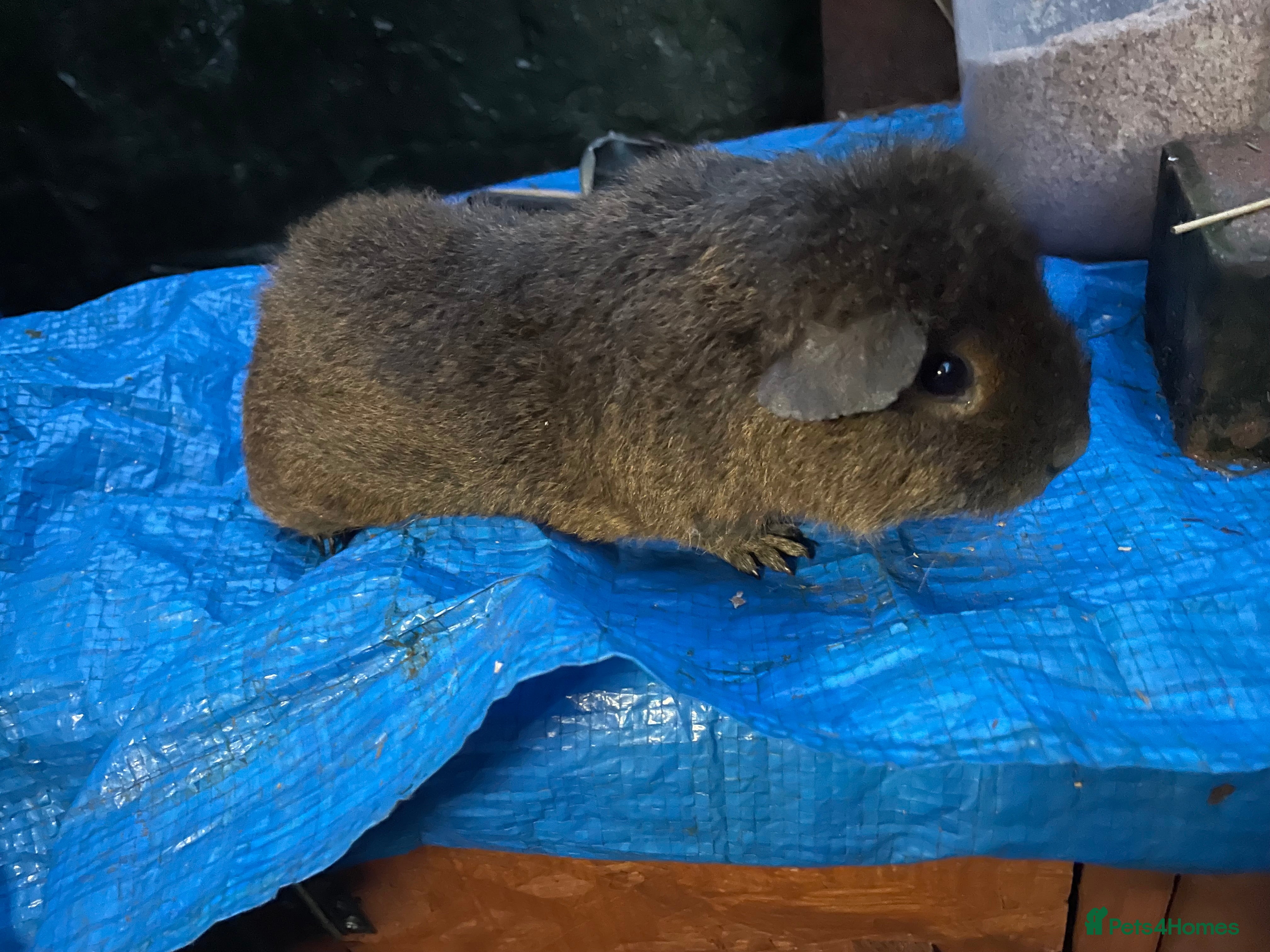 Guinea Pig rodents 2 girls  - Advert 2