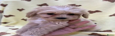 Maltipoo Puppy 4