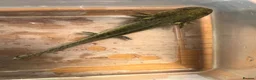 Axolotl reptiles for sale: Baby Axolotls  in Colchester - Advert 1